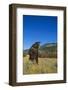 Grizzly Roaring in Mountain Meadow-DLILLC-Framed Photographic Print