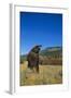 Grizzly Roaring in Mountain Meadow-DLILLC-Framed Photographic Print