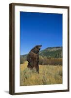 Grizzly Roaring in Mountain Meadow-DLILLC-Framed Photographic Print