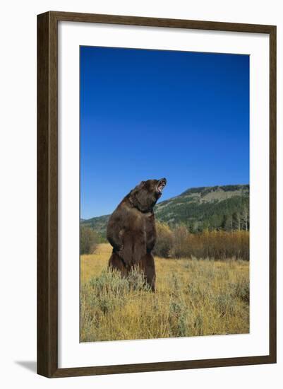 Grizzly Roaring in Mountain Meadow-DLILLC-Framed Photographic Print