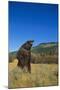 Grizzly Roaring in Mountain Meadow-DLILLC-Mounted Photographic Print