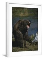 Grizzly Roaring-DLILLC-Framed Photographic Print