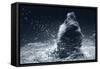 Grizzly Splash-Gordon Semmens-Framed Stretched Canvas