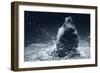 Grizzly Splash-Gordon Semmens-Framed Photographic Print