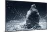 Grizzly Splash-Gordon Semmens-Mounted Photographic Print