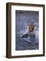 Grizzly Splashing in Water-DLILLC-Framed Photographic Print