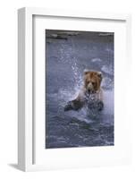 Grizzly Splashing in Water-DLILLC-Framed Photographic Print