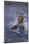 Grizzly Splashing in Water-DLILLC-Mounted Photographic Print