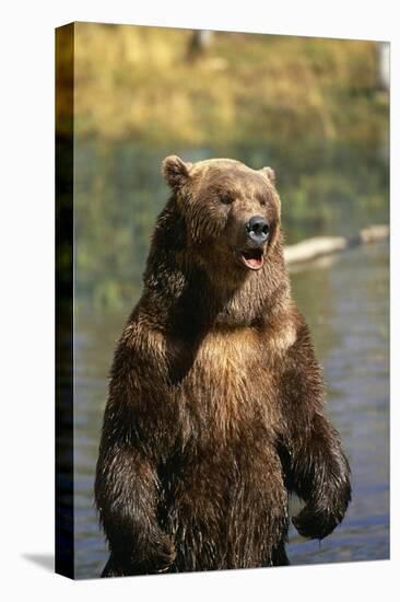 Grizzly Standing in Stream-DLILLC-Stretched Canvas