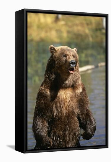 Grizzly Standing in Stream-DLILLC-Framed Stretched Canvas