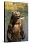 Grizzly Standing in Stream-DLILLC-Stretched Canvas