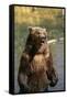 Grizzly Standing in Stream-DLILLC-Framed Stretched Canvas