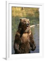 Grizzly Standing in Stream-DLILLC-Framed Premium Photographic Print