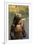 Grizzly Standing in Stream-DLILLC-Framed Premium Photographic Print