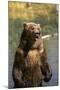 Grizzly Standing in Stream-DLILLC-Mounted Premium Photographic Print