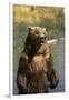 Grizzly Standing in Stream-DLILLC-Framed Premium Photographic Print