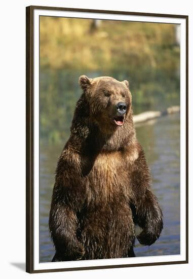 Grizzly Standing in Stream-DLILLC-Framed Premium Photographic Print