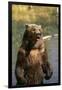 Grizzly Standing in Stream-DLILLC-Framed Premium Photographic Print