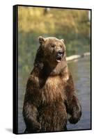 Grizzly Standing in Stream-DLILLC-Framed Stretched Canvas