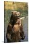 Grizzly Standing in Stream-DLILLC-Stretched Canvas