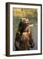 Grizzly Standing in Stream-DLILLC-Framed Photographic Print