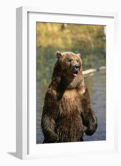 Grizzly Standing in Stream-DLILLC-Framed Photographic Print