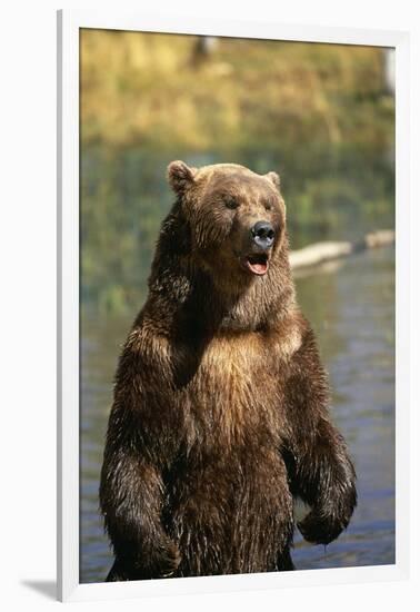 Grizzly Standing in Stream-DLILLC-Framed Photographic Print