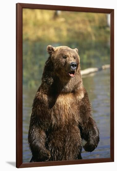 Grizzly Standing in Stream-DLILLC-Framed Photographic Print