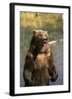 Grizzly Standing in Stream-DLILLC-Framed Photographic Print