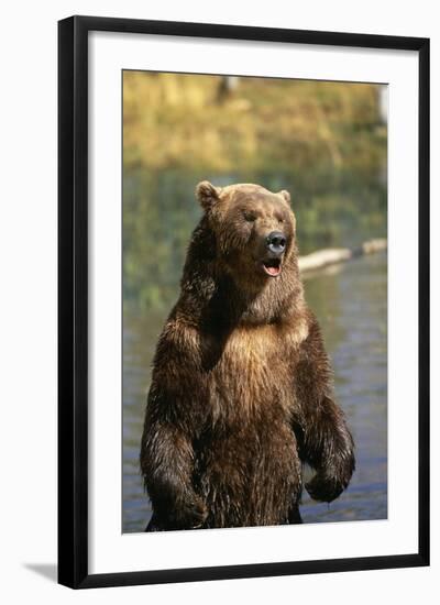 Grizzly Standing in Stream-DLILLC-Framed Photographic Print