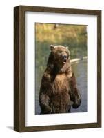 Grizzly Standing in Stream-DLILLC-Framed Photographic Print