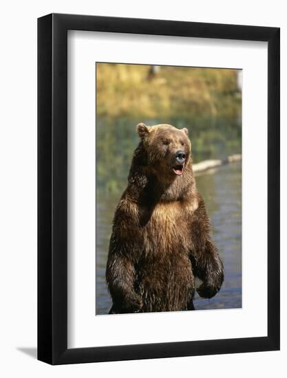 Grizzly Standing in Stream-DLILLC-Framed Photographic Print