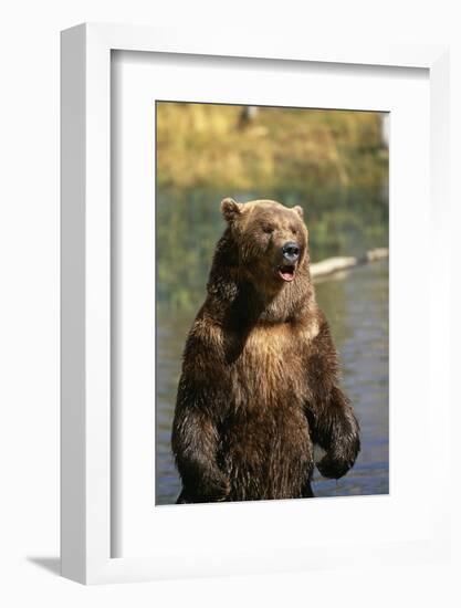 Grizzly Standing in Stream-DLILLC-Framed Photographic Print