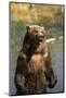 Grizzly Standing in Stream-DLILLC-Mounted Photographic Print