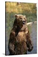 Grizzly Standing in Stream-DLILLC-Stretched Canvas