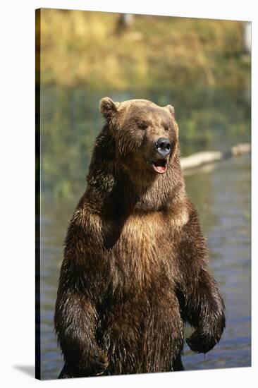 Grizzly Standing in Stream-DLILLC-Stretched Canvas