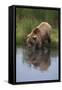 Grizzly Wading in Stream-DLILLC-Framed Stretched Canvas