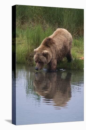 Grizzly Wading in Stream-DLILLC-Stretched Canvas