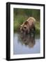 Grizzly Wading in Stream-DLILLC-Framed Photographic Print