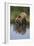 Grizzly Wading in Stream-DLILLC-Framed Photographic Print