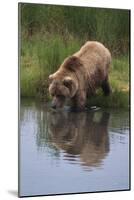 Grizzly Wading in Stream-DLILLC-Mounted Photographic Print