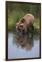 Grizzly Wading in Stream-DLILLC-Framed Photographic Print