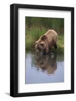 Grizzly Wading in Stream-DLILLC-Framed Photographic Print