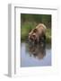 Grizzly Wading in Stream-DLILLC-Framed Photographic Print