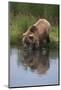 Grizzly Wading in Stream-DLILLC-Mounted Photographic Print