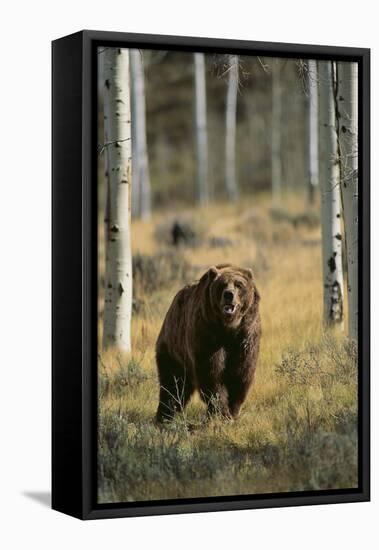 Grizzly Walking among Trees-DLILLC-Framed Stretched Canvas