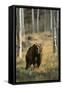 Grizzly Walking among Trees-DLILLC-Framed Stretched Canvas