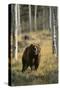 Grizzly Walking among Trees-DLILLC-Stretched Canvas