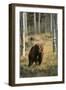 Grizzly Walking among Trees-DLILLC-Framed Photographic Print