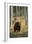 Grizzly Walking among Trees-DLILLC-Framed Photographic Print